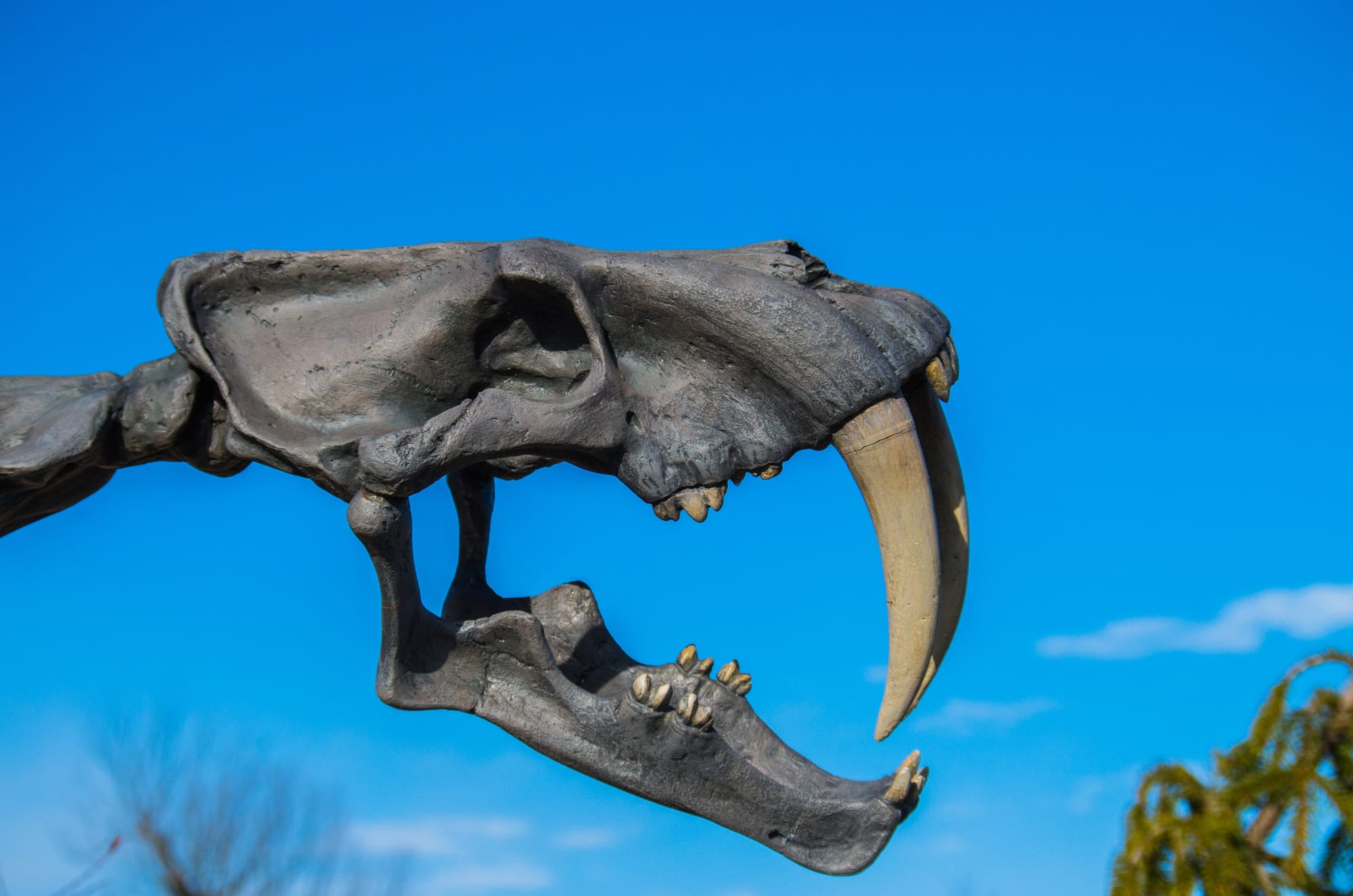 New research reveals why sabre-toothed predators evolved their deadly teeth
