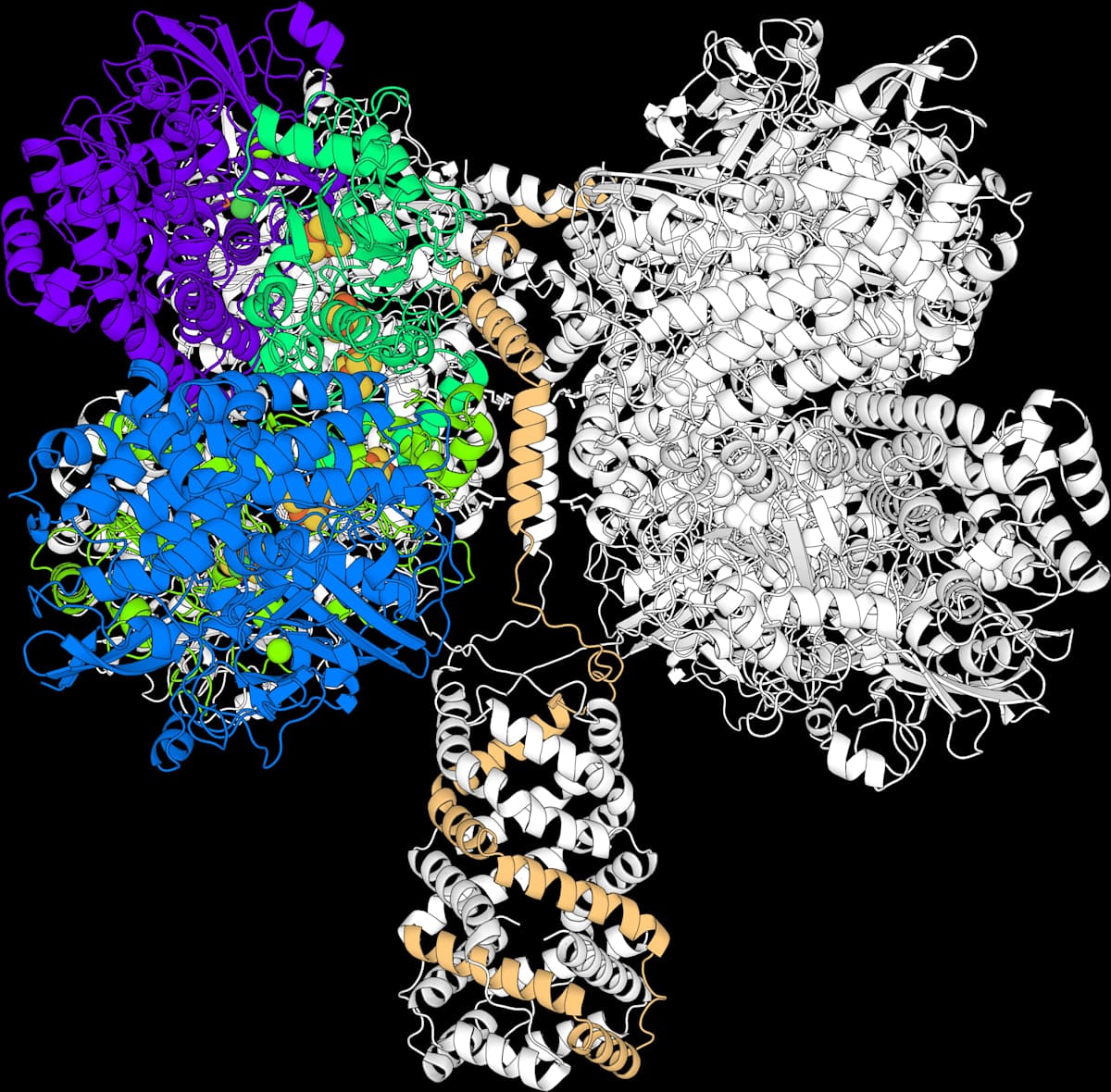 A molecular model of the enzyme Huc