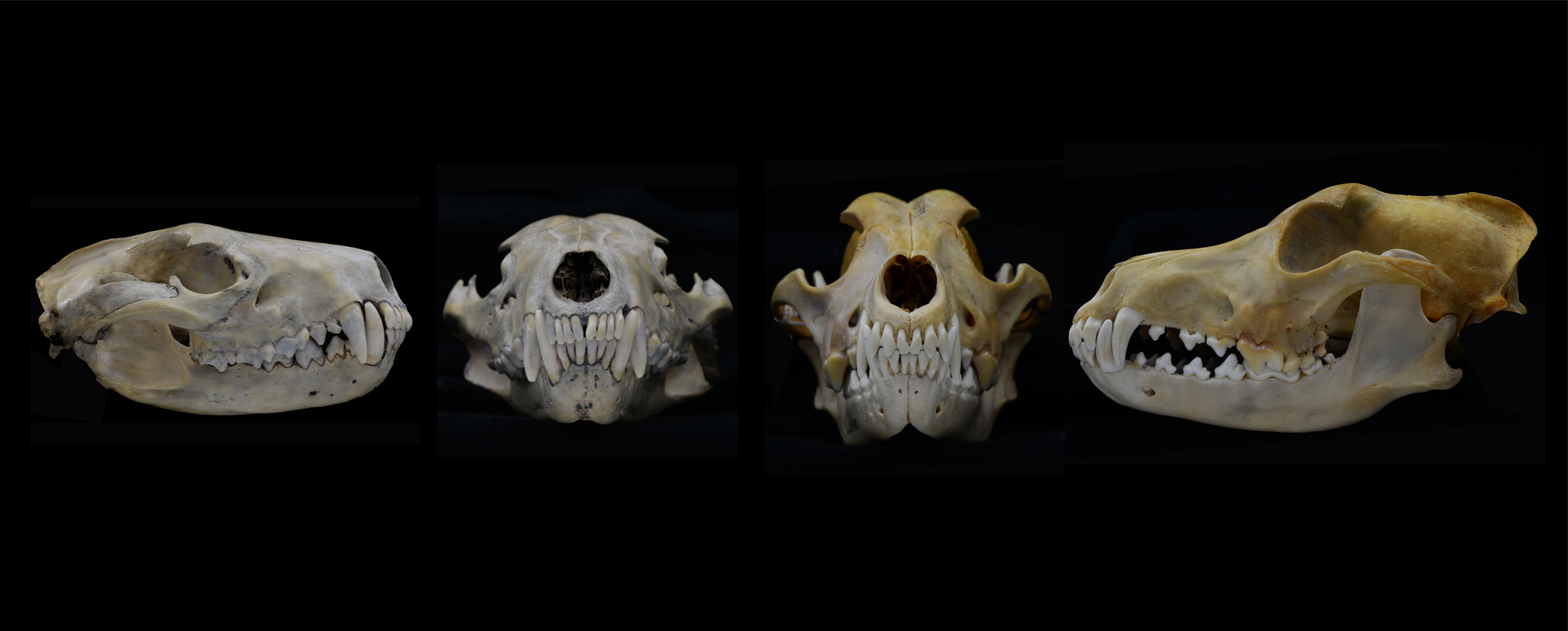 Jaws of death: how the canine teeth of carnivorous mammals evolved to make them super-killers