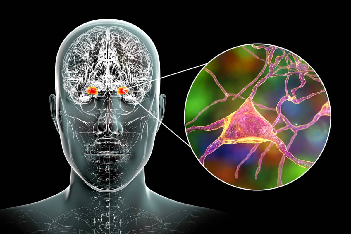 Illustration showing the amygdala in the brain, and closeup view of amygdala neurons