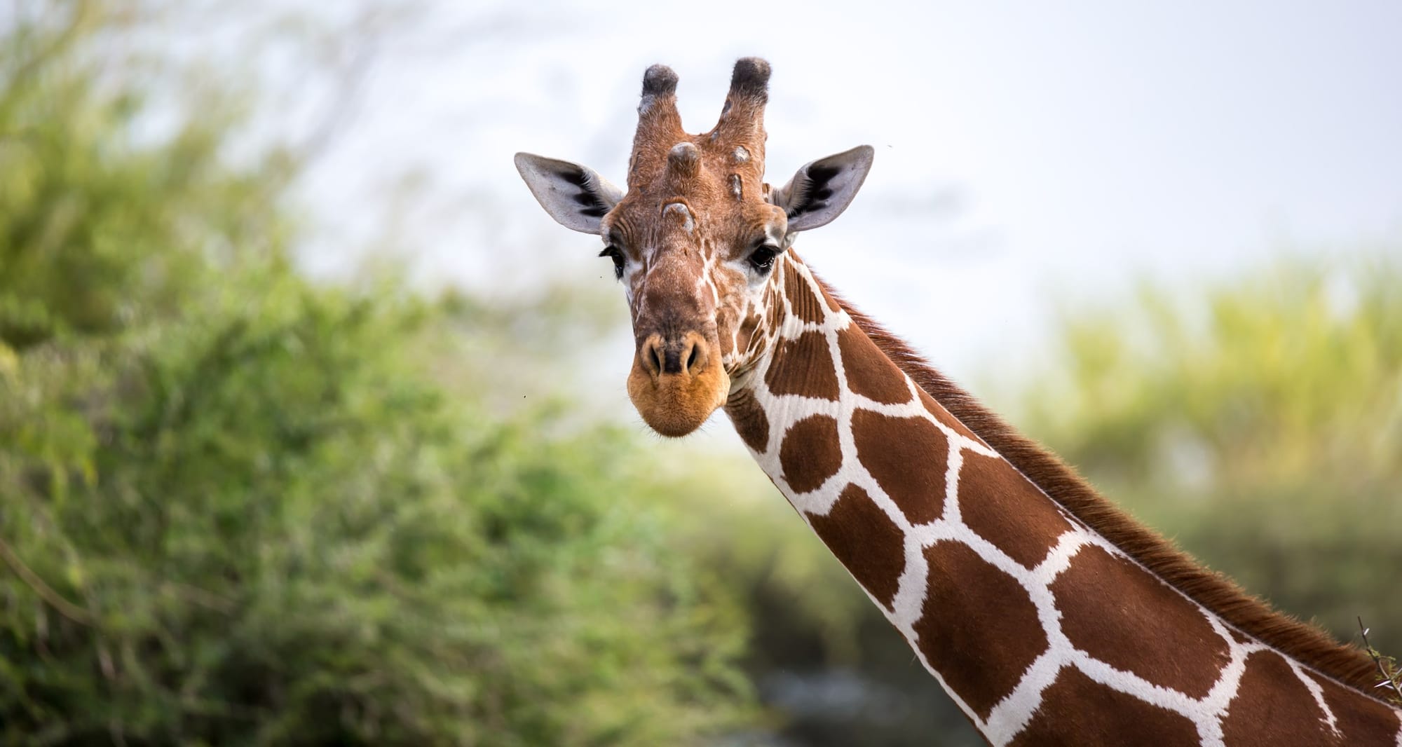 No-small-brainer: Research shows giraffes can use statistical reasoning
