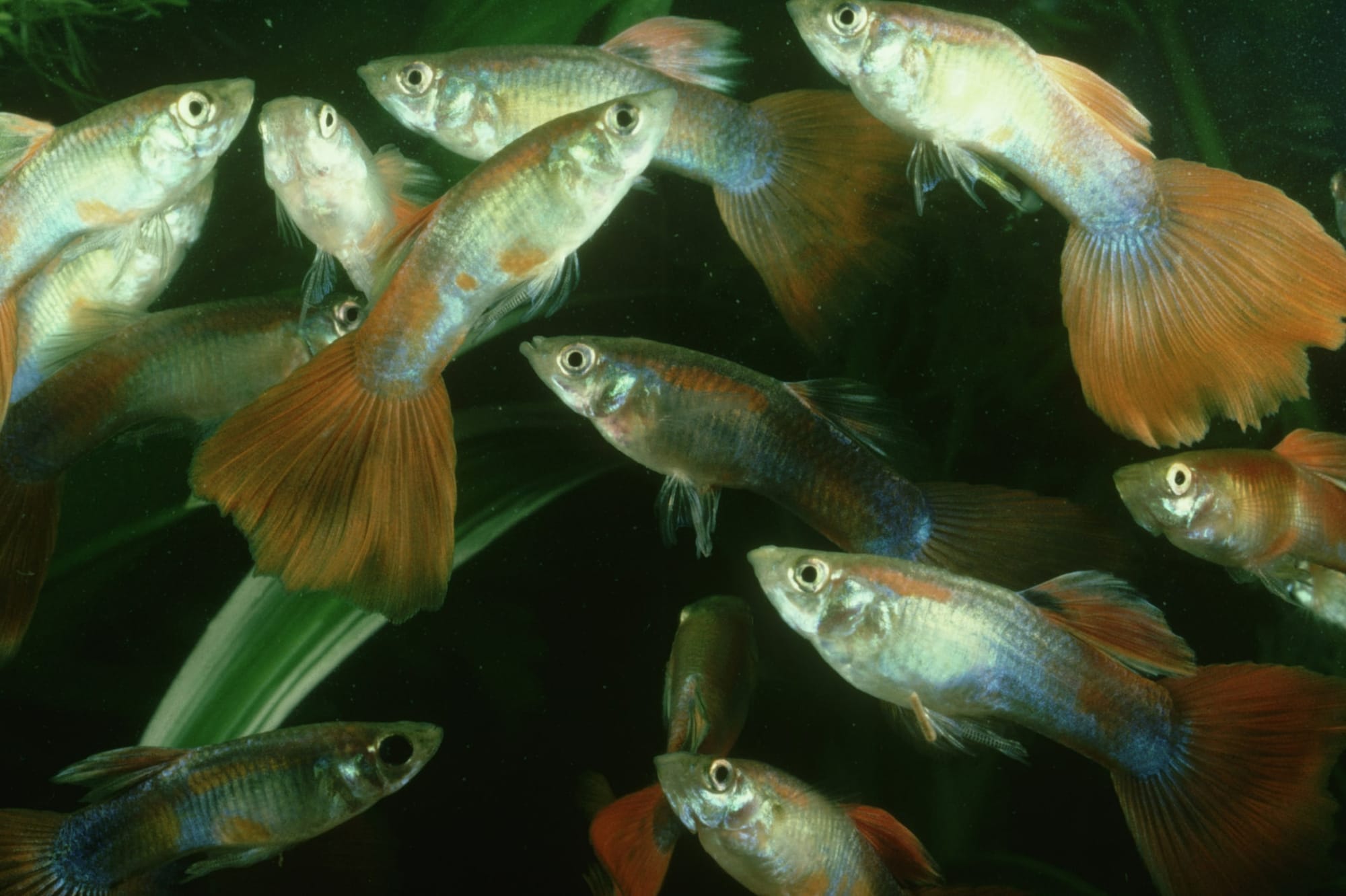 Fish on Prozac: Chemical residues in wastewater mess with bodies, behaviour and sperm