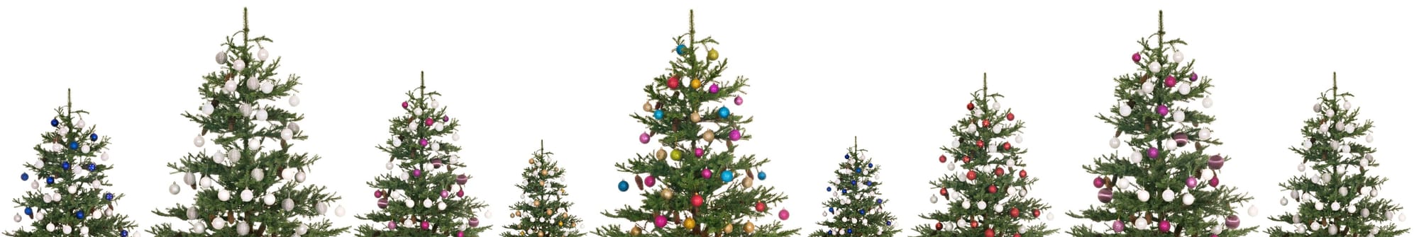 Christmas trees and sustainability: Fake or real – which is better for the environment?