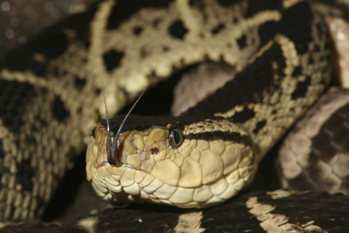 Snakes alive: Venom may play a role in the fight against COVID-19