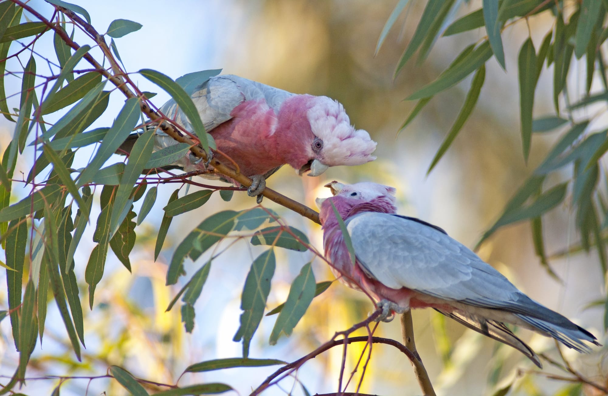 Best thing about Aussie slang? Calling a clueless seppo a galah