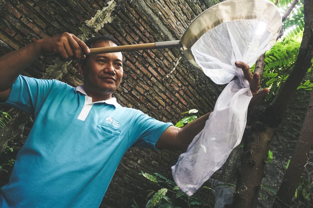 Wolbachia-infected mosquitoes help drive dengue out of infected communities