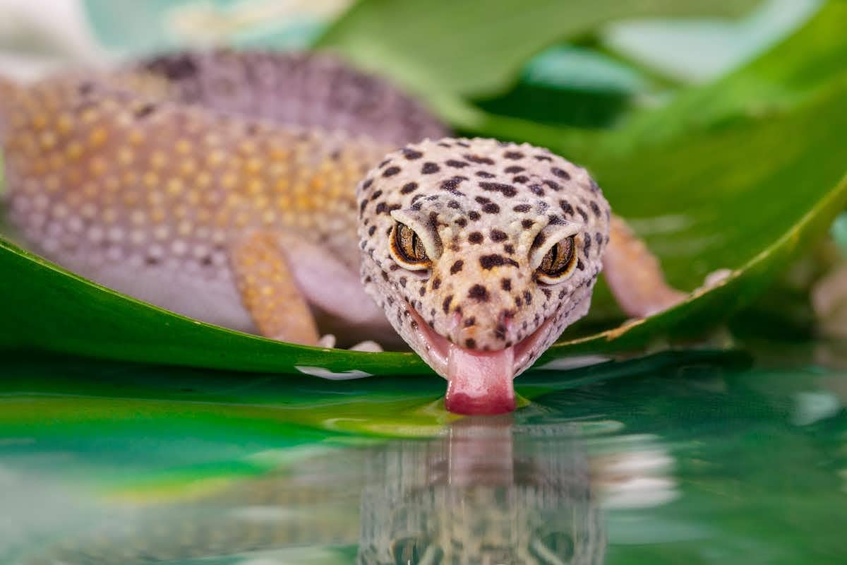 Front-on shot of a lizard with its tongue in the water