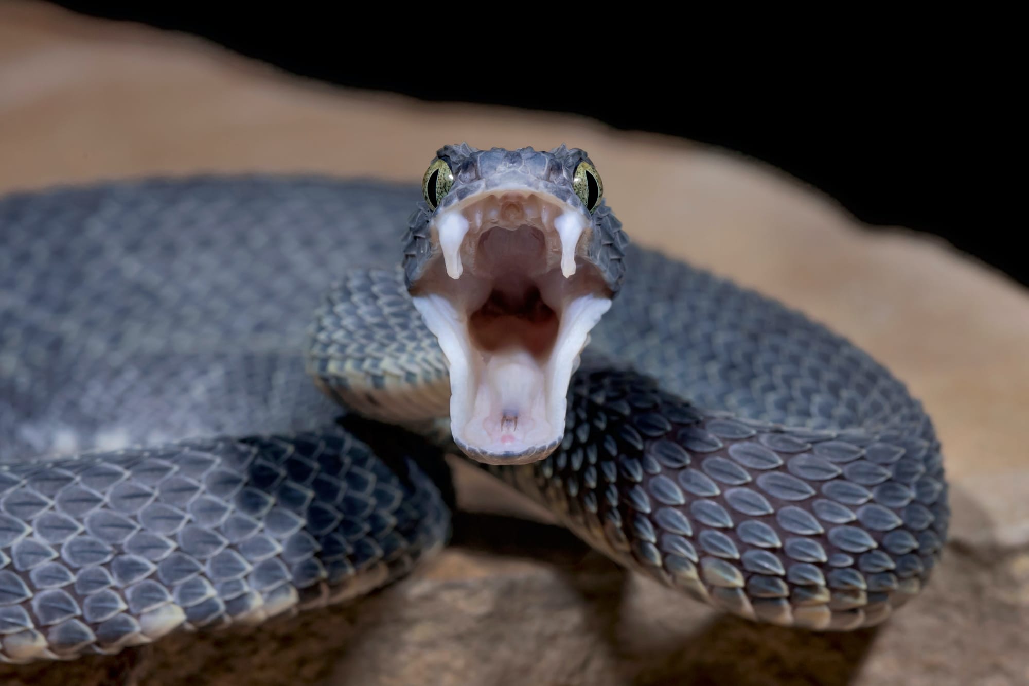 How snake fangs evolved to perfectly fit their food