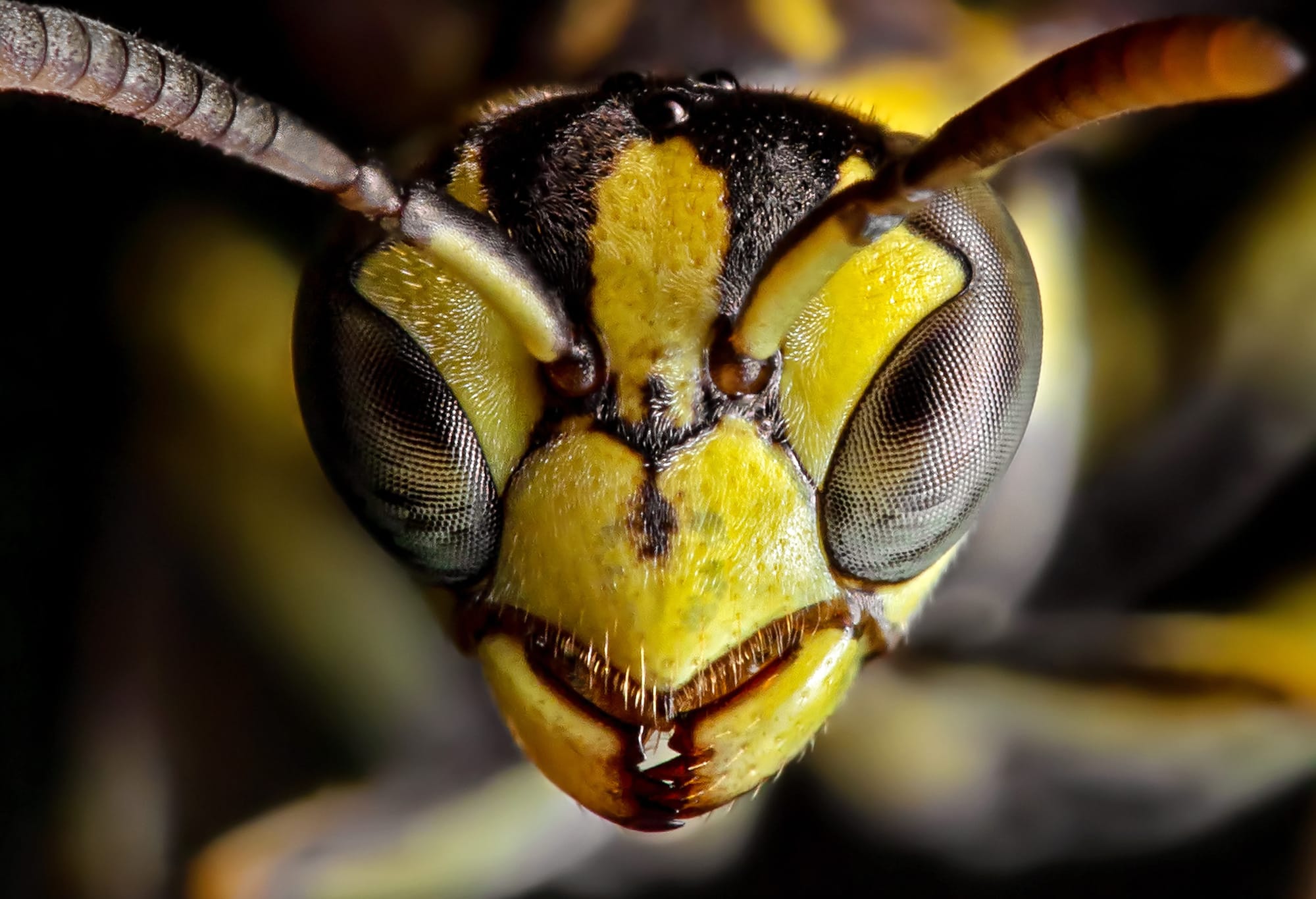Many people hate wasps, but they’re smarter than you might think – and ecologically important