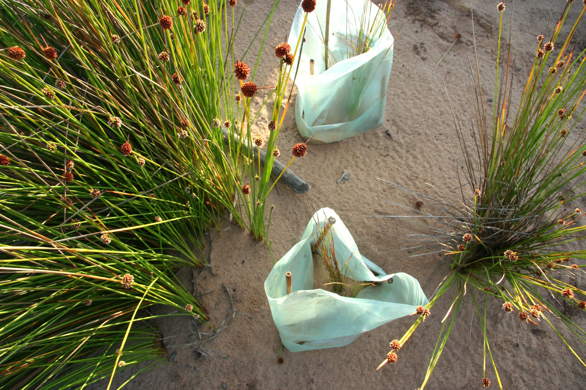 Biodiversity conservation needs both carrots and sticks to protect the environment