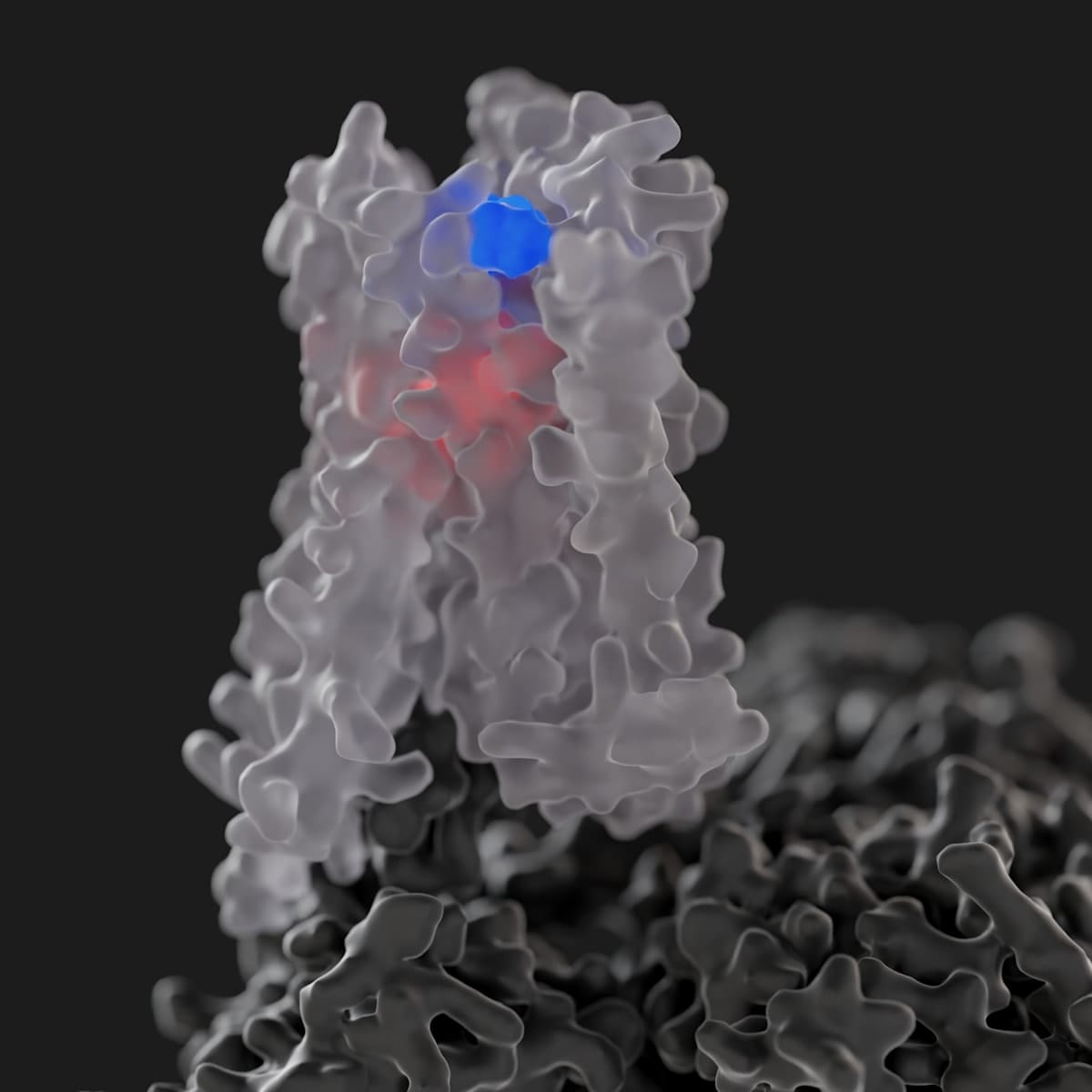 Cryo-EM structures of the M4 muscarinic acetylcholine receptor (white) bound to G protein (grey) and ligands that bind at the endogenous binding site (red) and allosteric site (blue) provide insight into allosteric modulator drug discovery. 