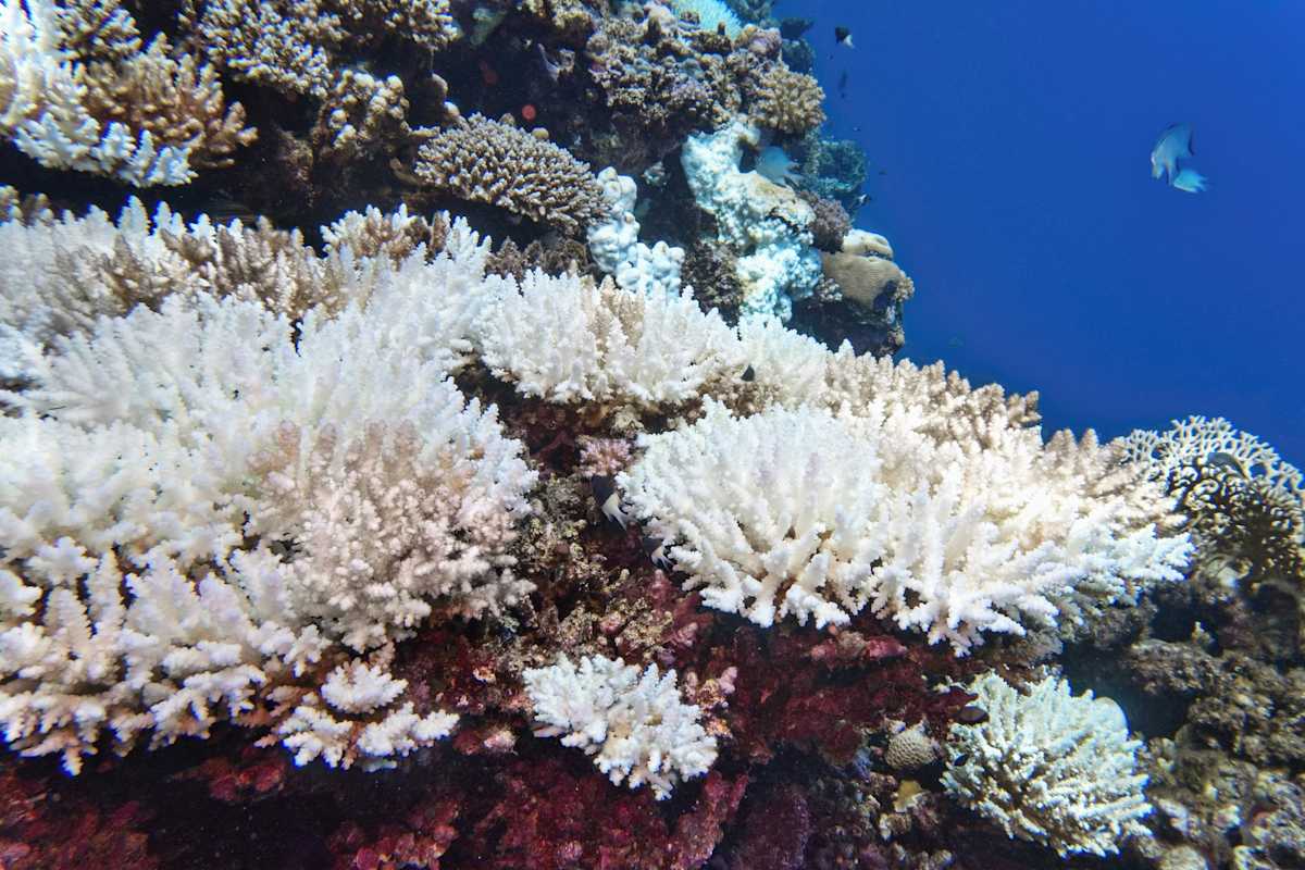 Coral bleaching of Acropora hard corals