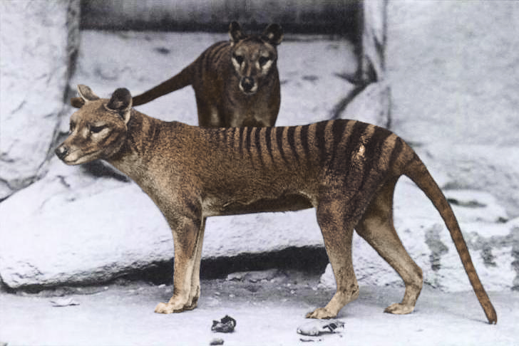 The Tasmanian tiger was hunted to extinction as a ‘large predator’ – but it was only half as heavy as we thought
