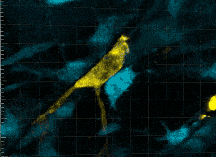 Video showing how macrophages commune with stem cells