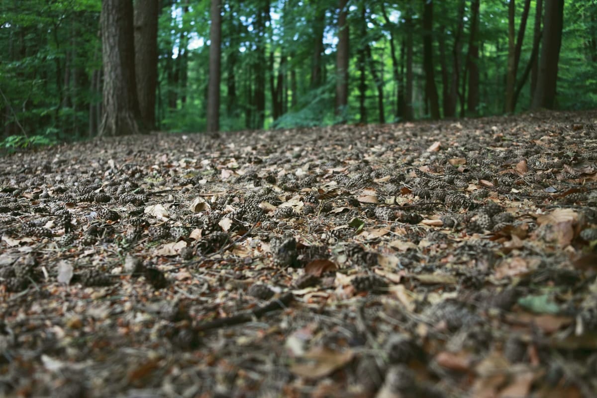 It's a gas: How soil feeds on the air that we breathe