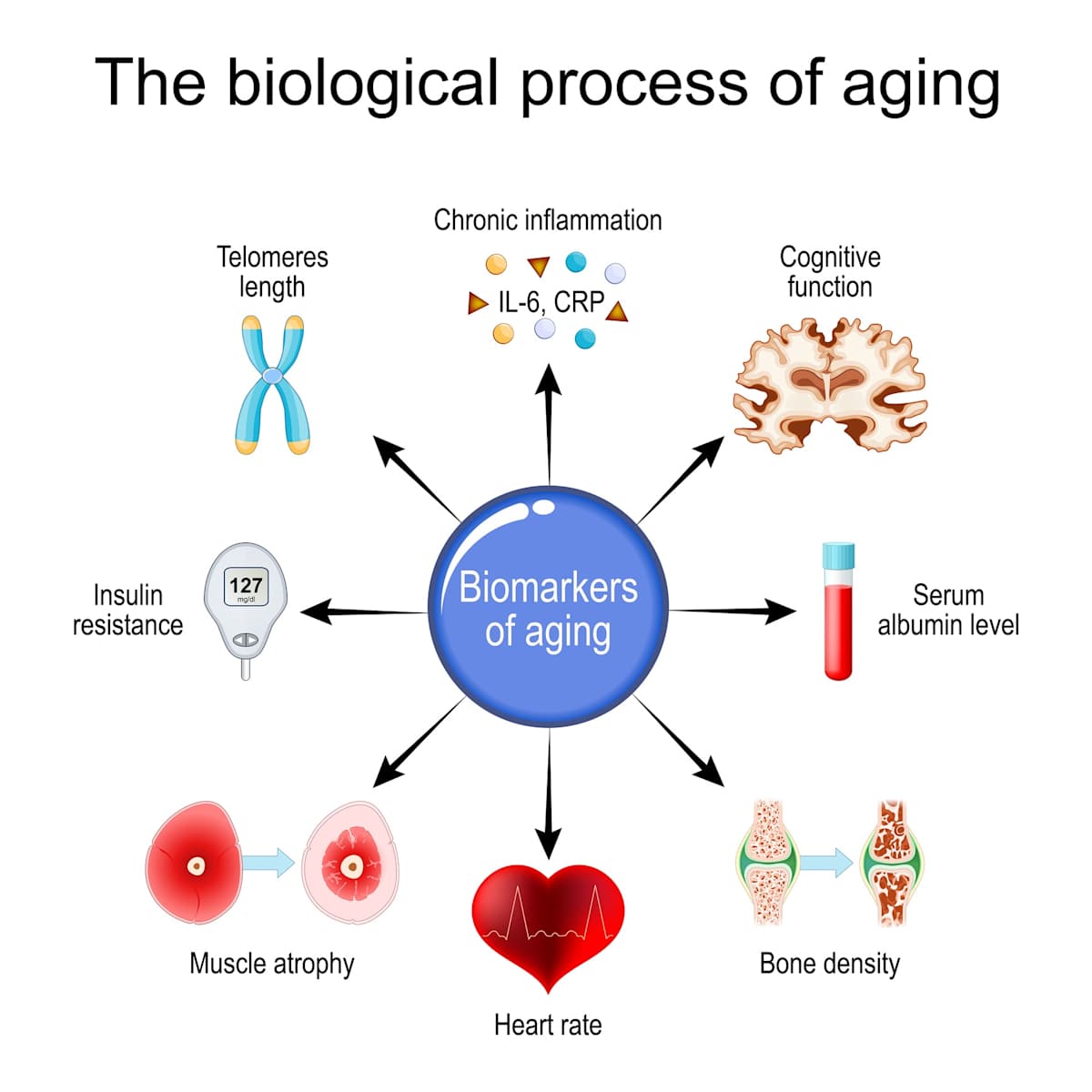Graphic of the biomarkers of ageing.