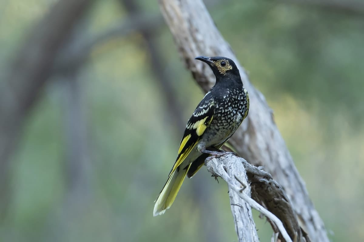 EPBC Act not working to effectively conserve and protect threatened species