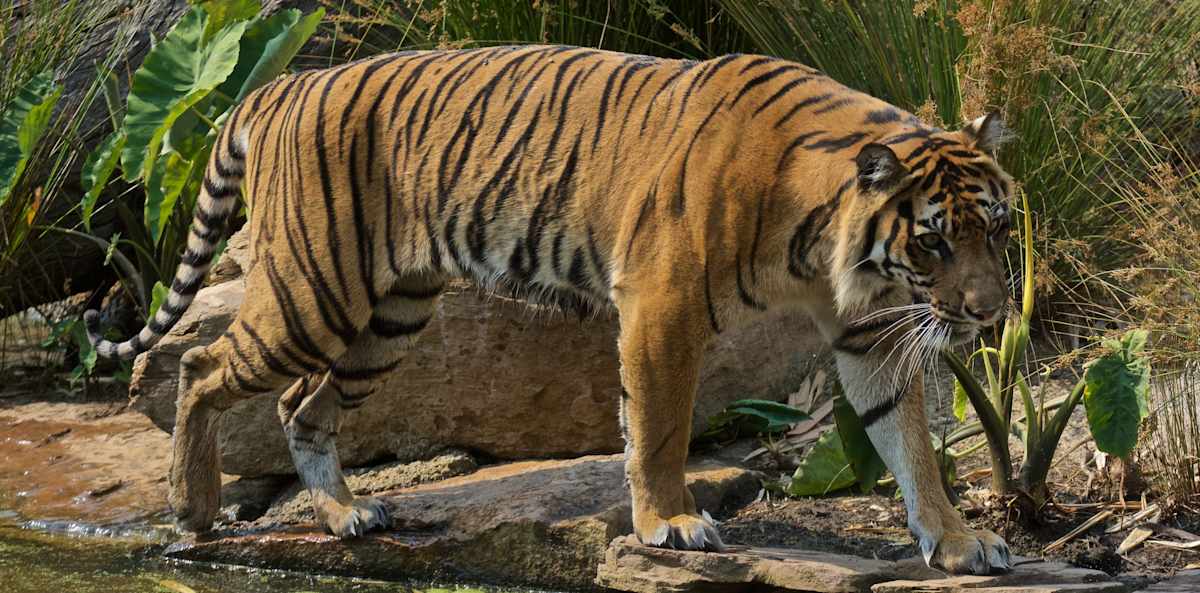 A tiger with bush in the background