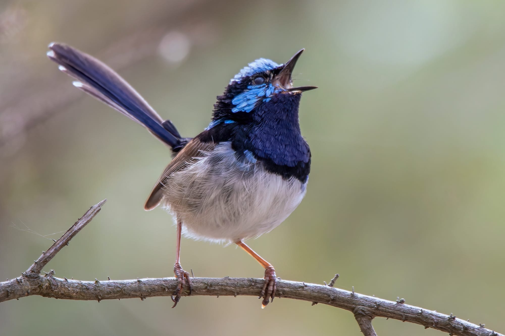 One voice: Nest threats trigger united alarm signal in birds