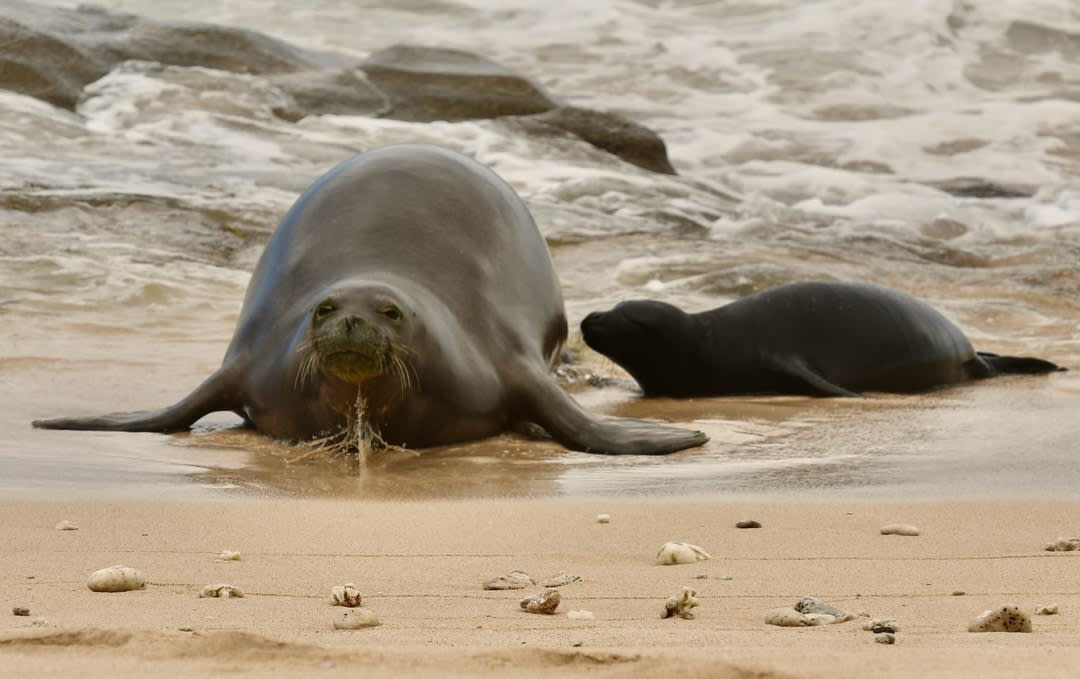 A Hawaiian monk seal pictured on a beach with waves in the background.