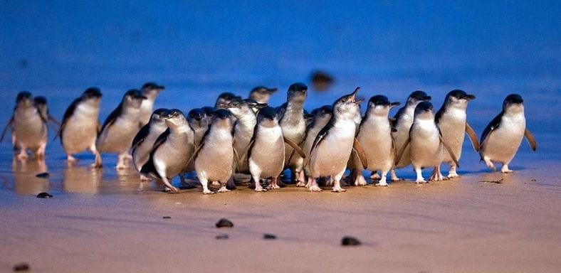 How virtual travel and the little penguins are helping Phillip Island’s post-COVID tourism recovery