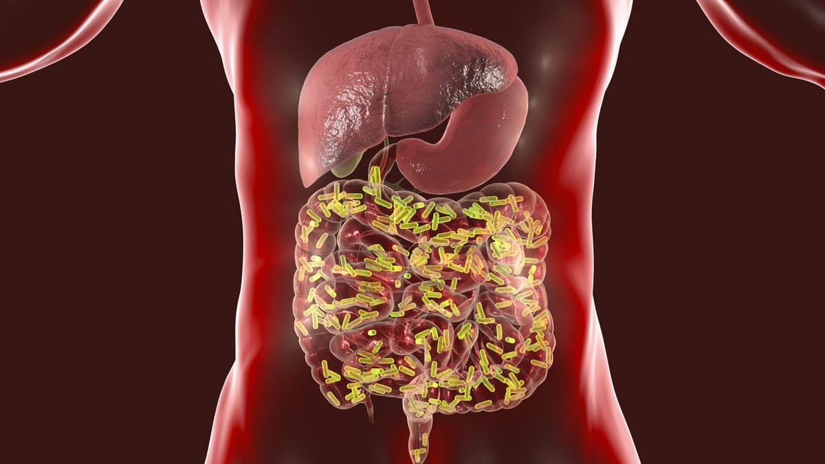 Gutting to the chase on how bacteria adapts and functions