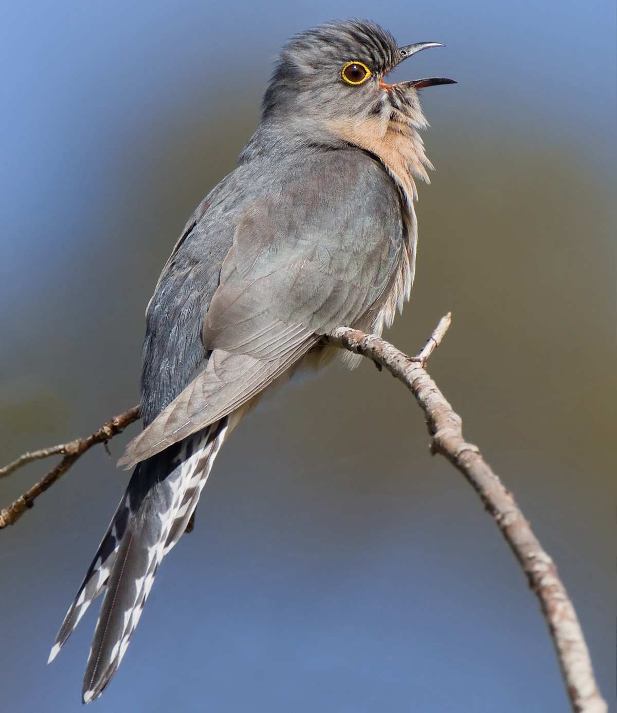 A cuckoo bird on a branch