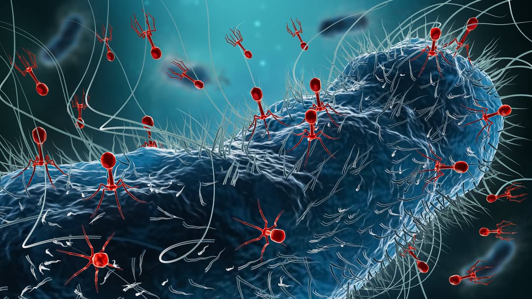 Antimicrobial resistance: Is phage therapy the key to unlocking the superbug crisis?