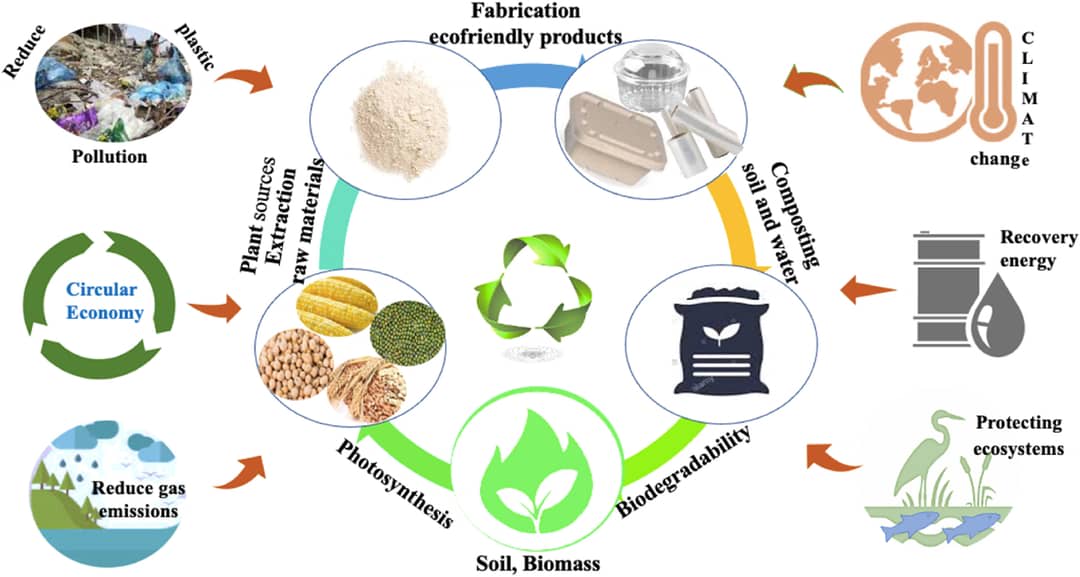 Life cycle of bio-packaging materials and their importance