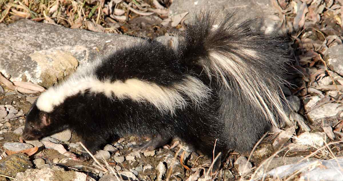 A skunk among rocks