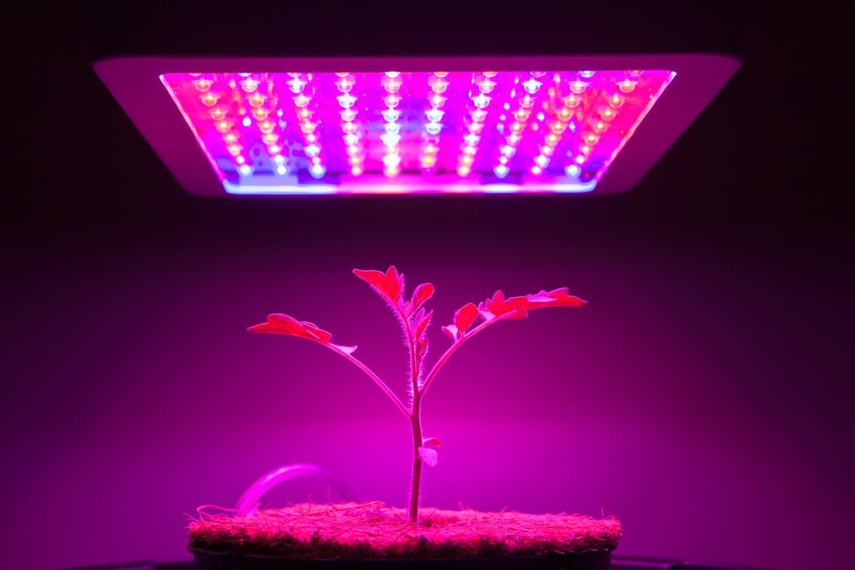 A young tomato plant being grown hydroponically under LED lights