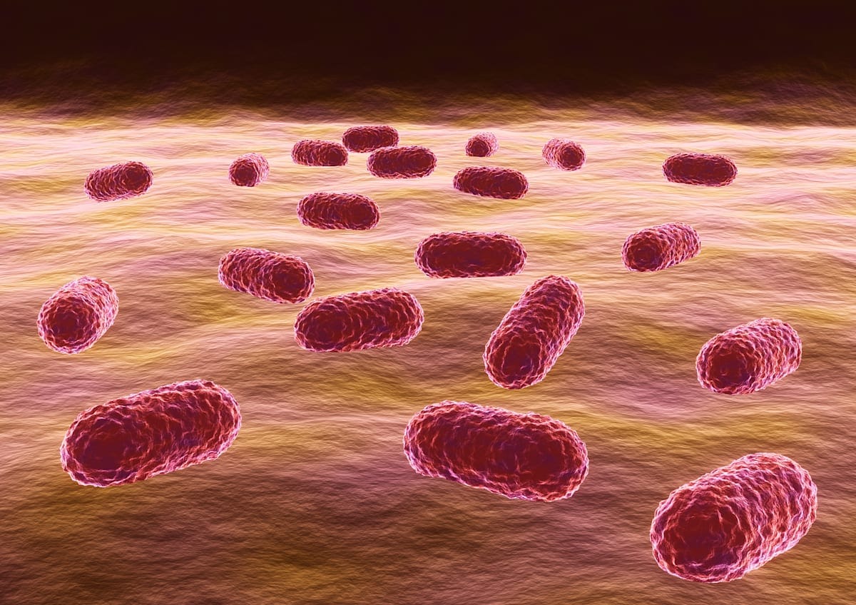 Bacterium Acinetobacter baumannii