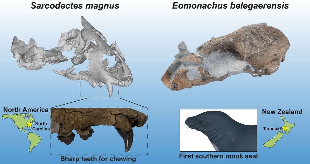 Seal skulls illustrations and where they come from
