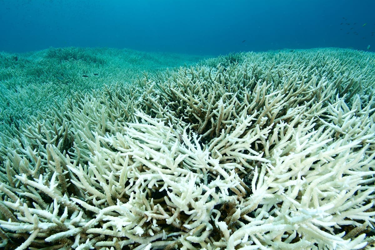 Coral bleaching.