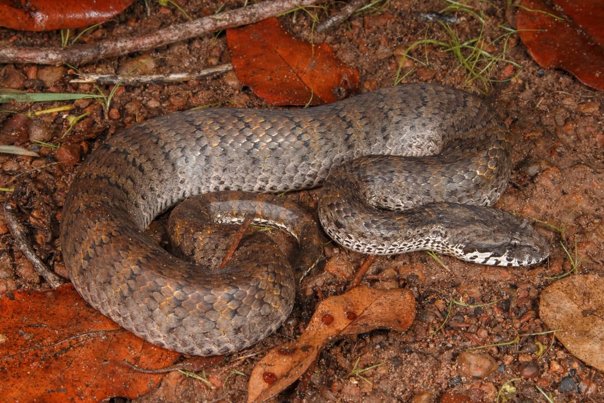 On the brink: Reptiles’ survival under threat – but the news isn’t all bad