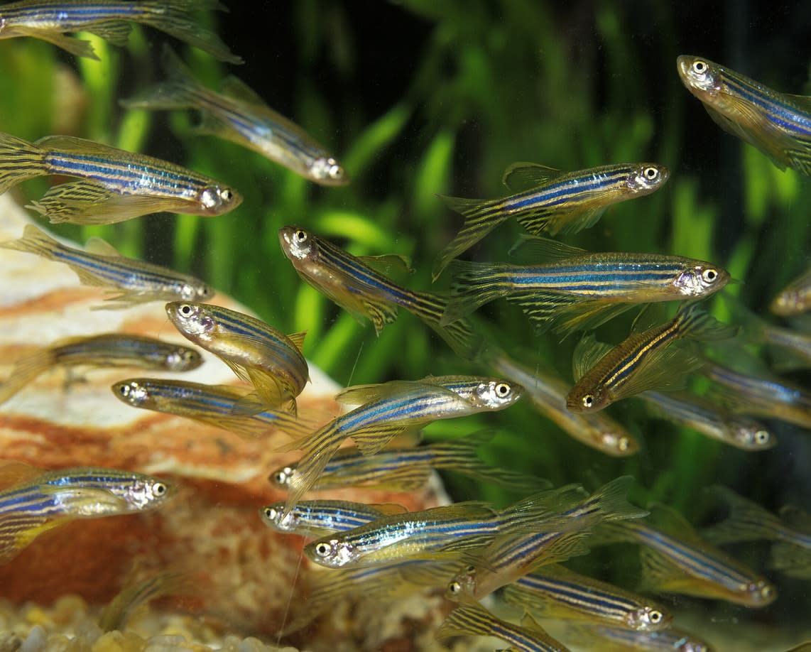 A school of zebrafish