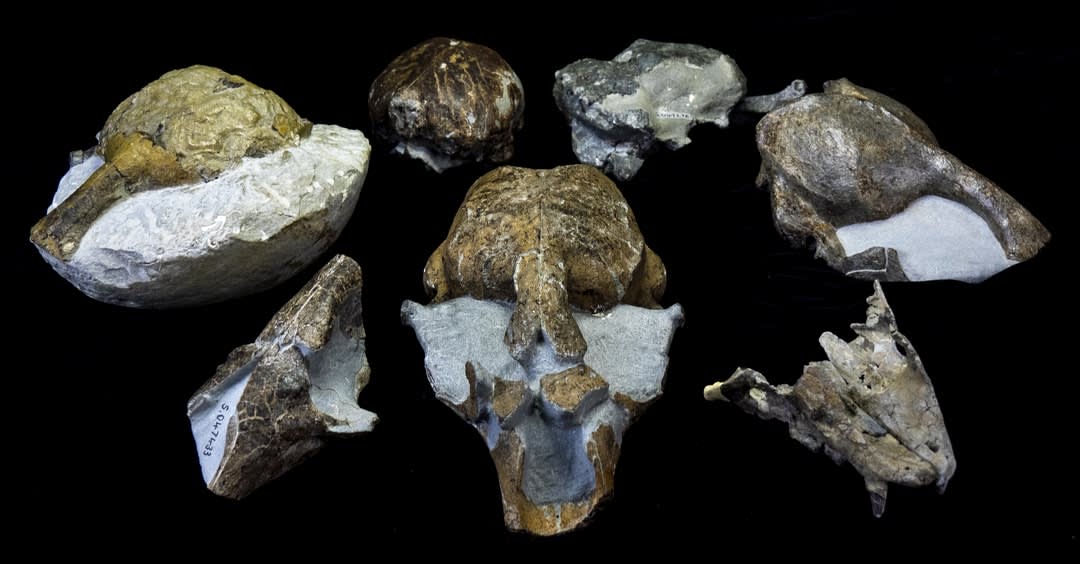 Fossilised skulls from the newly discovered southern monk seal