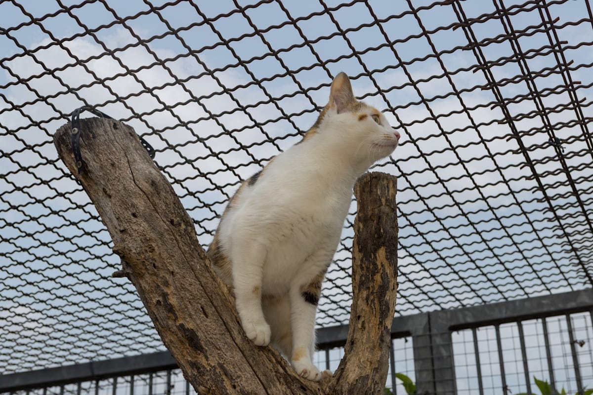 Young cat standing on tree looking upwards in a n outdoor cage.