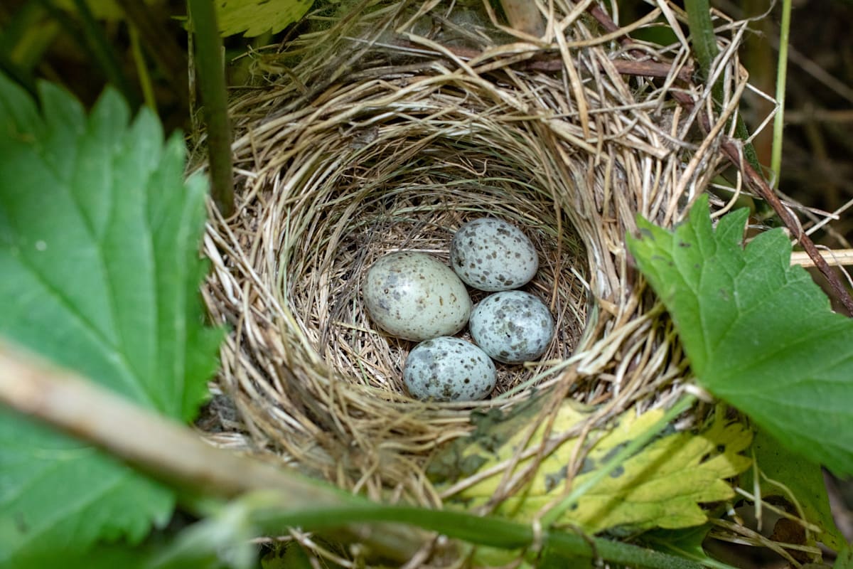 Common Cuckoo (Cuculus canorus) egg between Marsh Warbler (Acrocephalus palustris) eggs. 