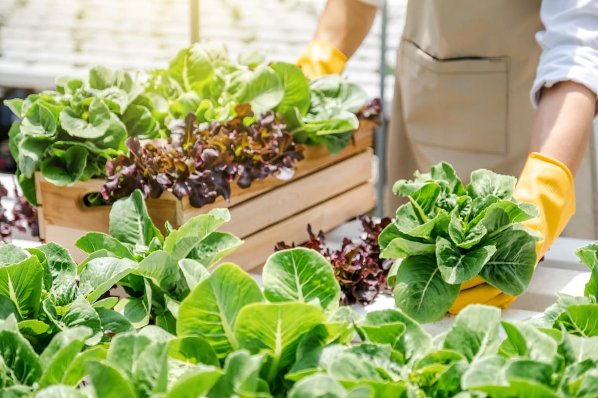 A gloved man tending to hydroponic lettuces