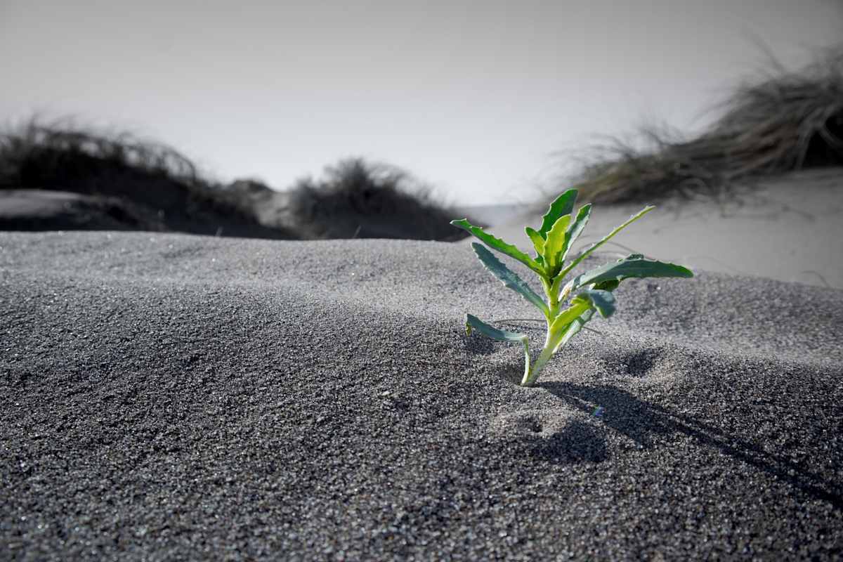 Small green plant emerging from the sand in a black and white desert landscape