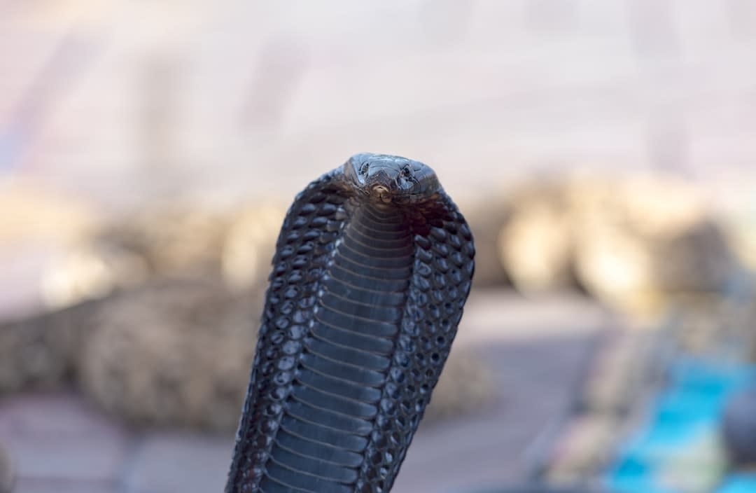 An Equatorial black spitting Cobra.