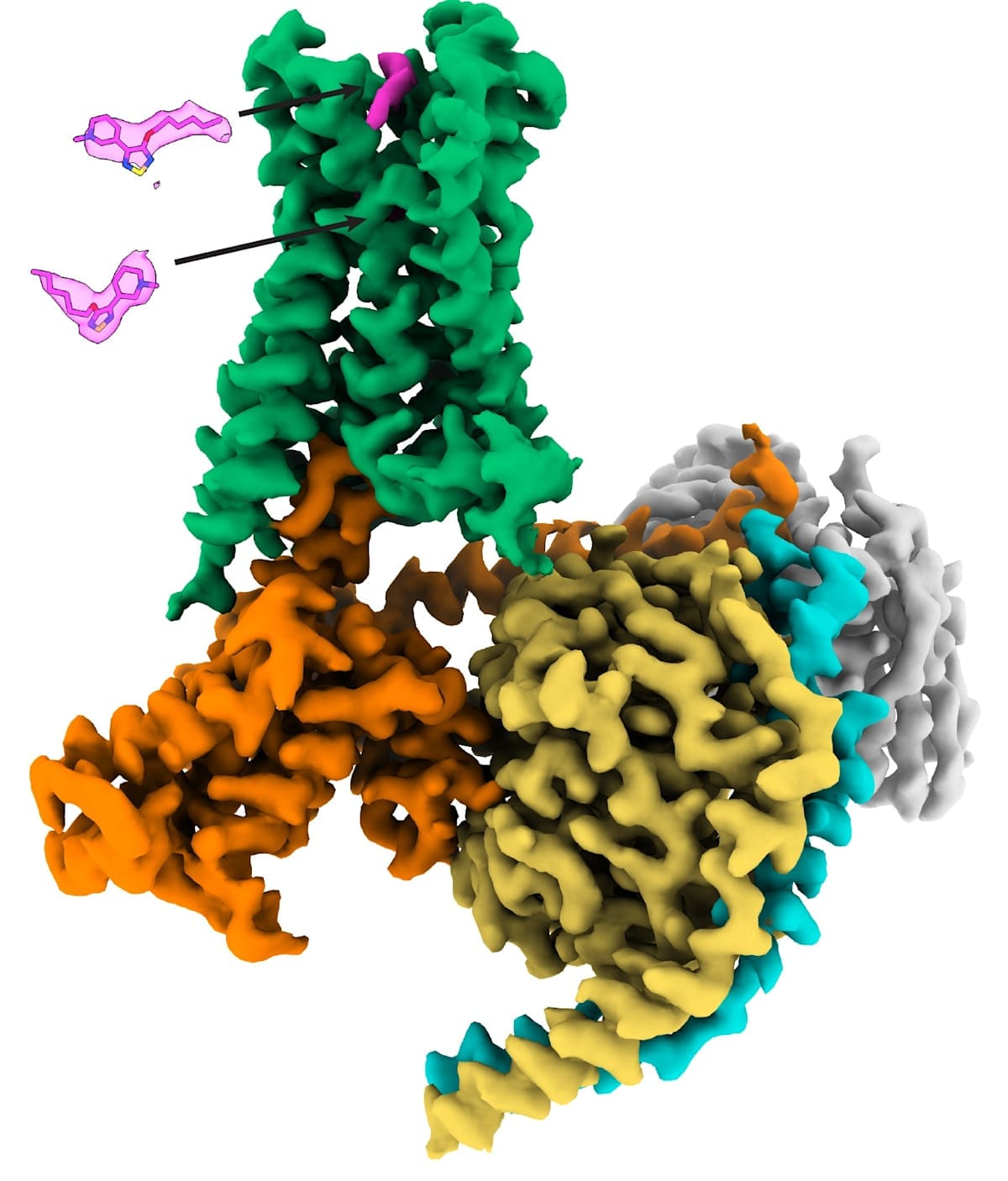 Cryo-EM map of the M4 mAChR in complex with G proteins bound to xanomeline.