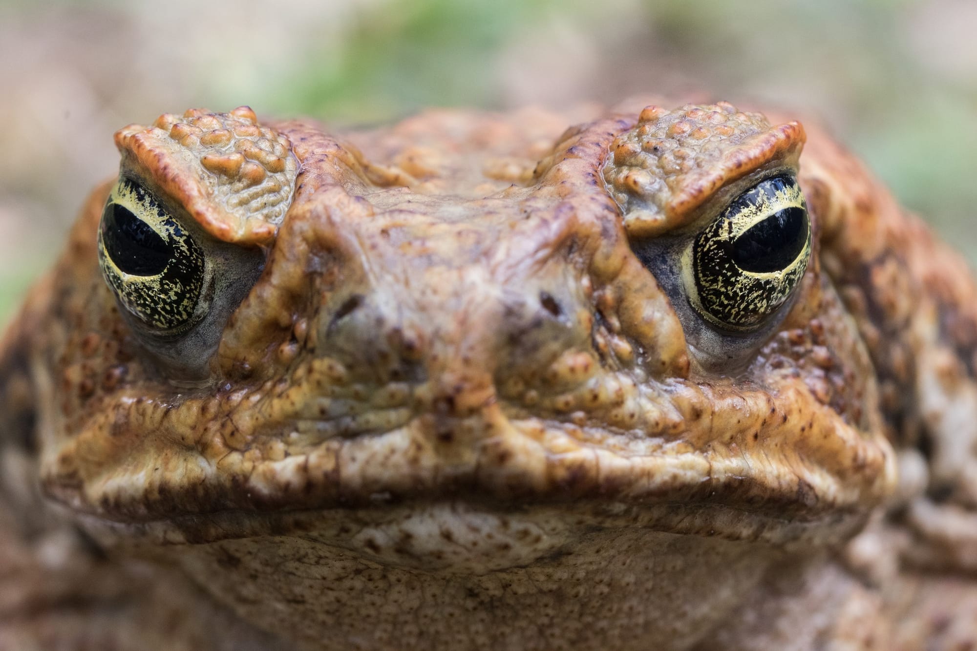 ‘The ultimate invader’: High-tech tool promises scientists an edge over the cane toad scourge