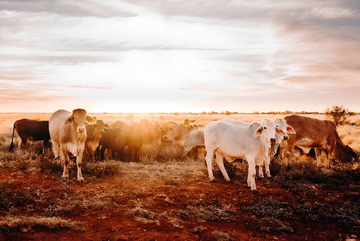 Australian Cattle In Arid Outback Western Australia