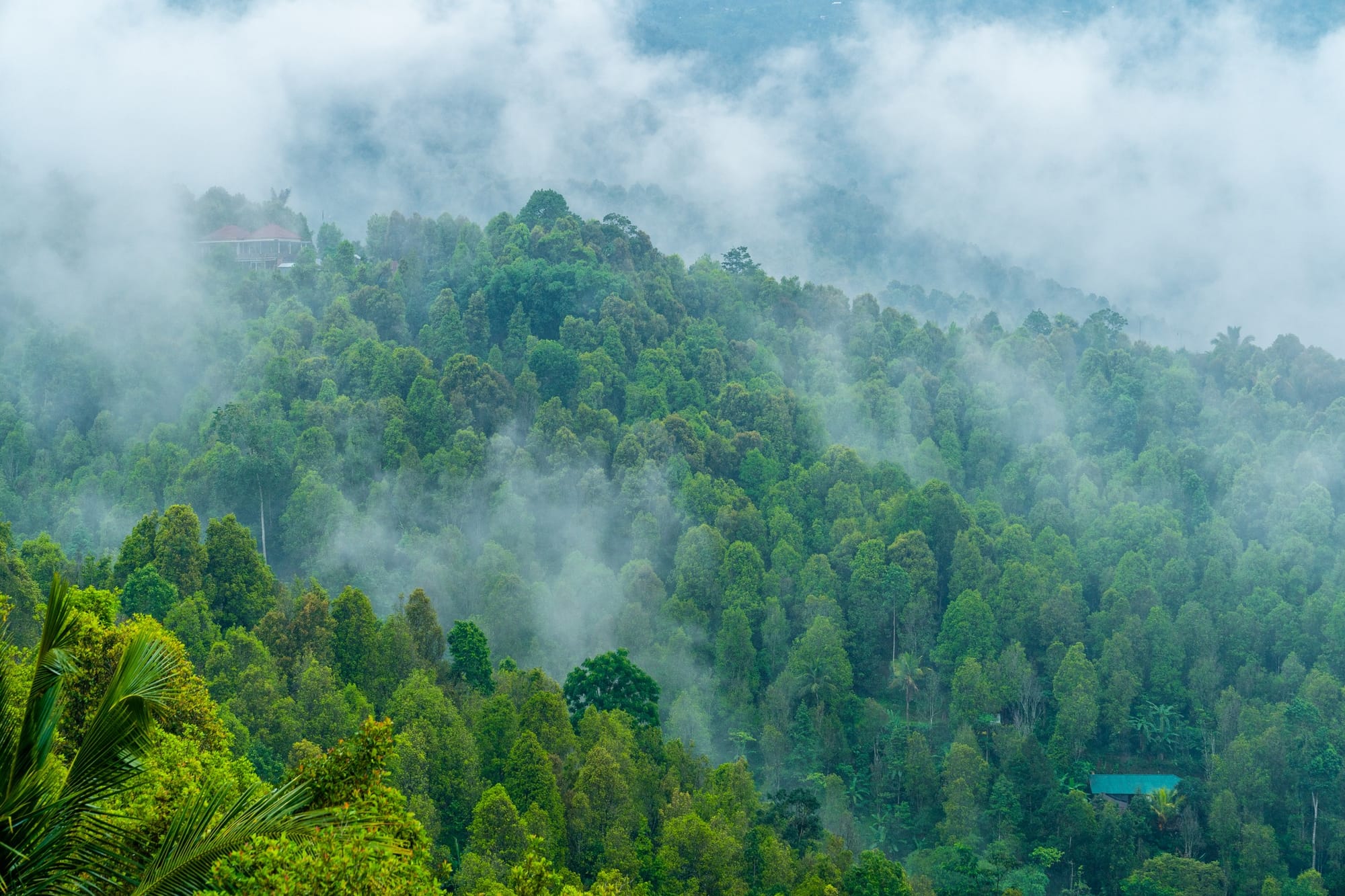 What to know about Indonesia’s decision to open its international carbon markets