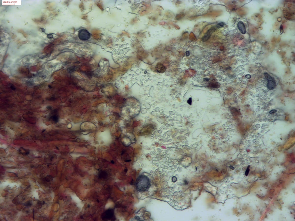 11,000-year-old lipid residues from fat covering parts of the Cloggs Cave ritual stick
