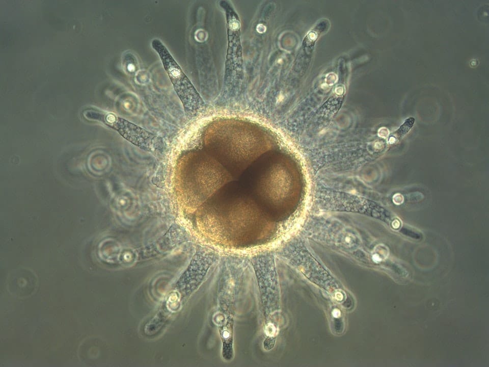 From crocodiles to krill, a warming world raises the 'costs' paid by developing embryos