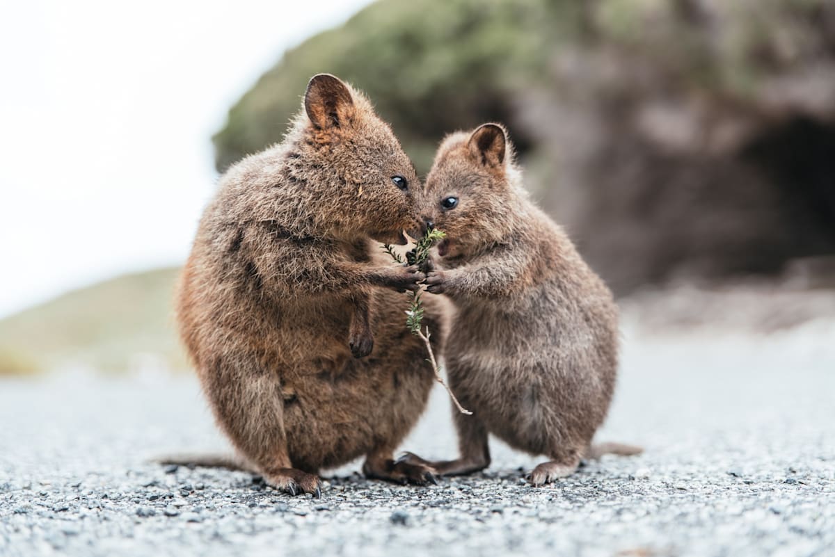 Quokkas on Rottnest Island