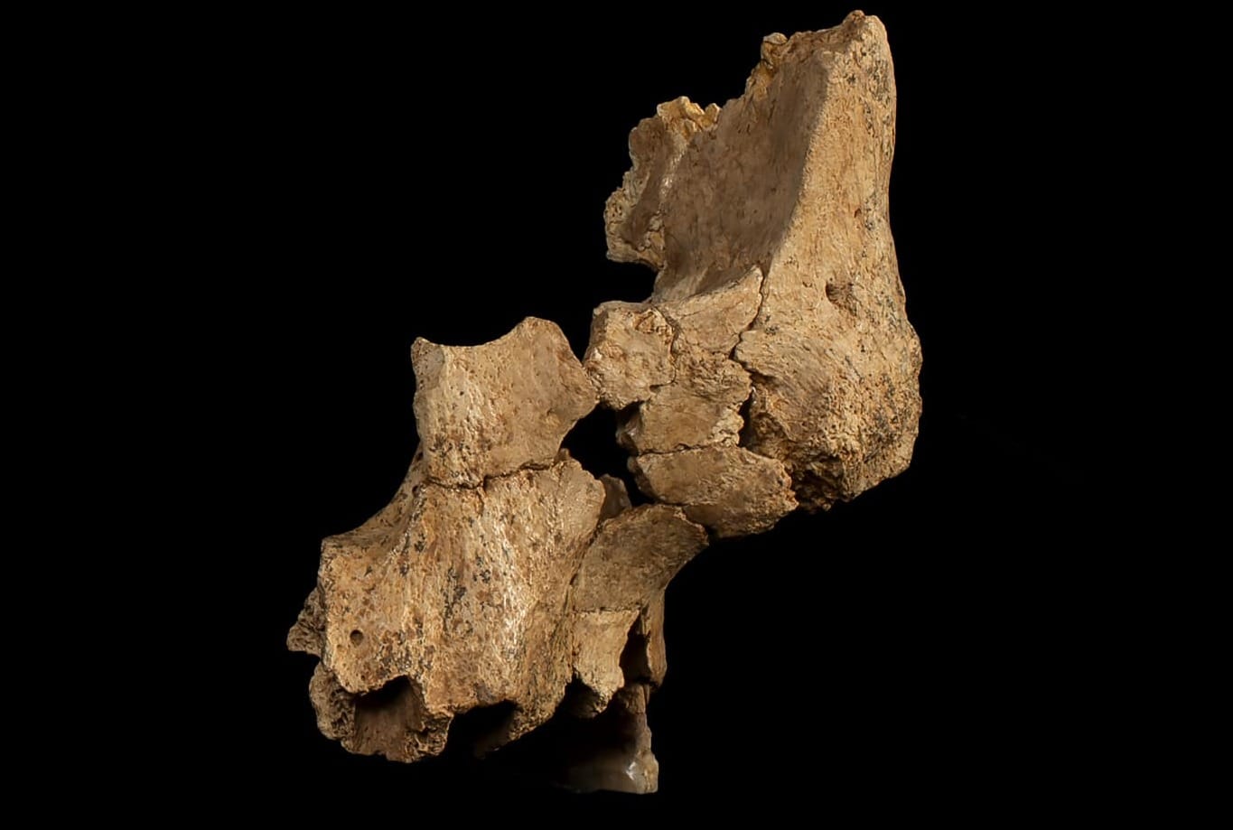Atapuerca’s ancient fossils: Redefining the timeline of human presence in Europe